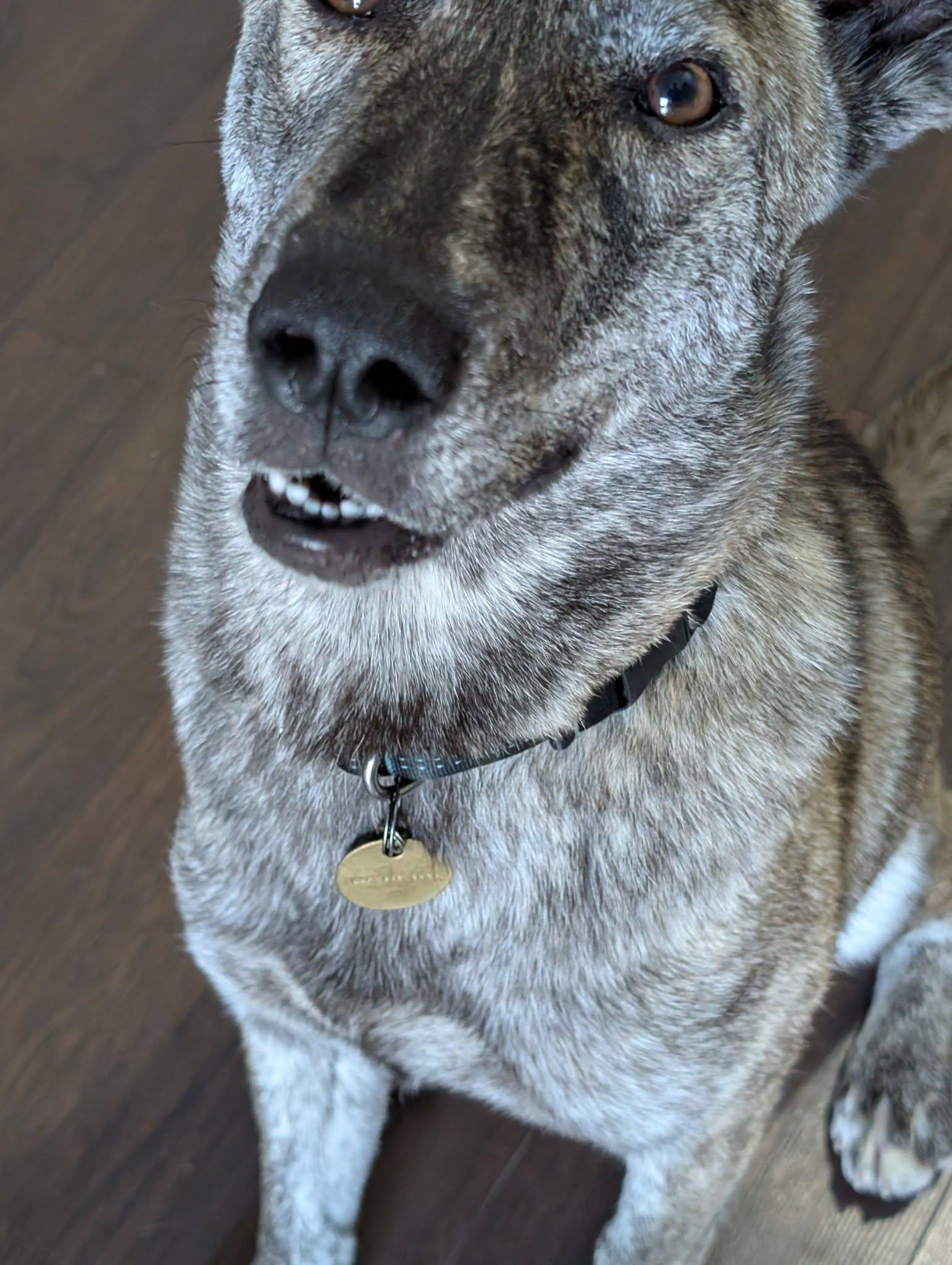 Enlarge Jazzy, a ADOPTABLE mixed breed in Toronto, ON image 6/6