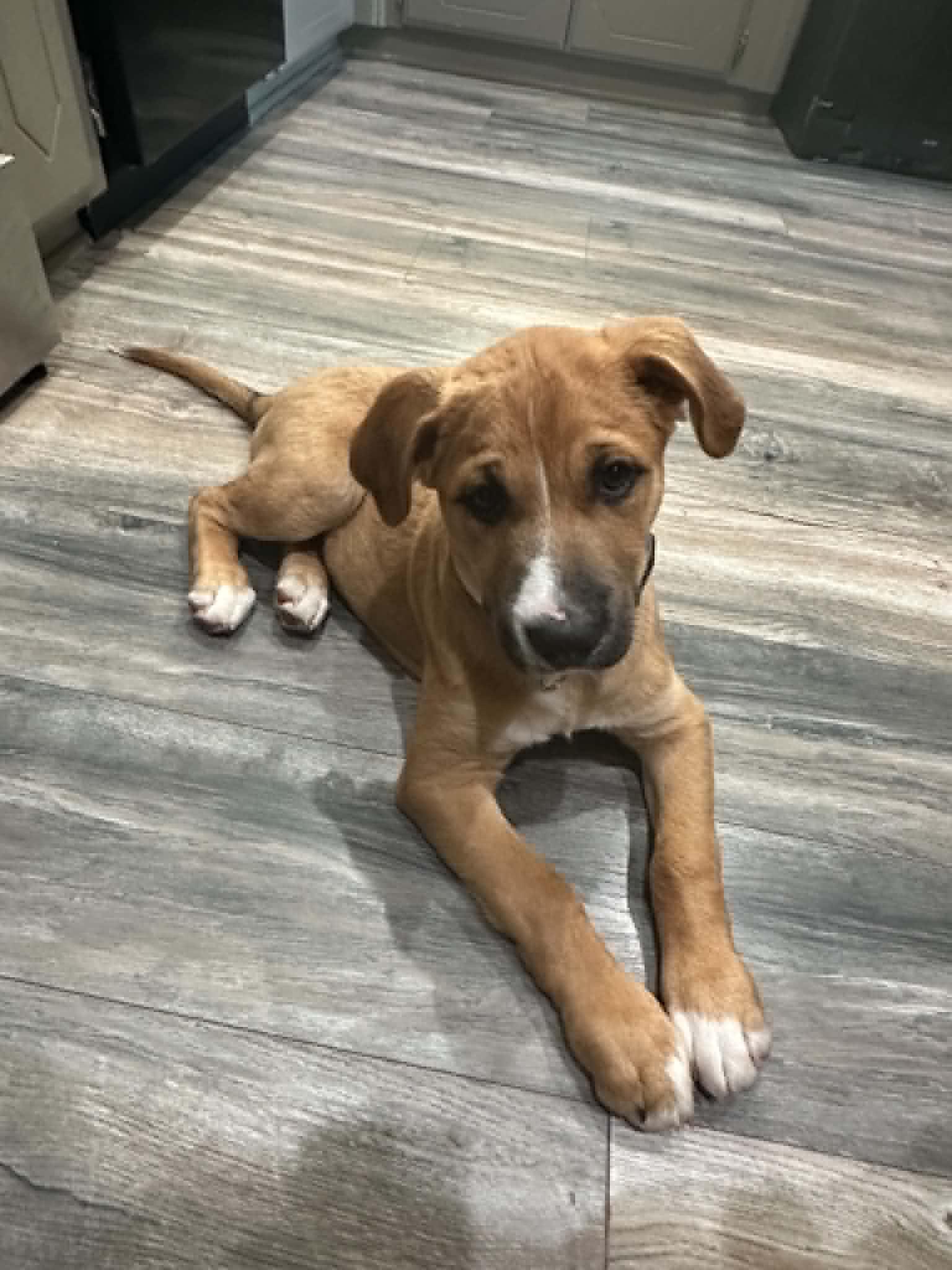 Johnnie, a ADOPTABLE mixed breed in Yukon, OK image 3/4