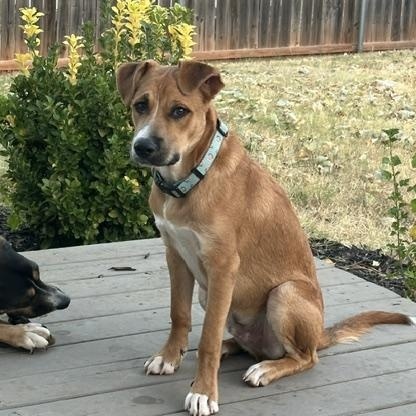 Enlarge Johnnie, a Adoptable mixed breed in Yukon, OK image 5/6