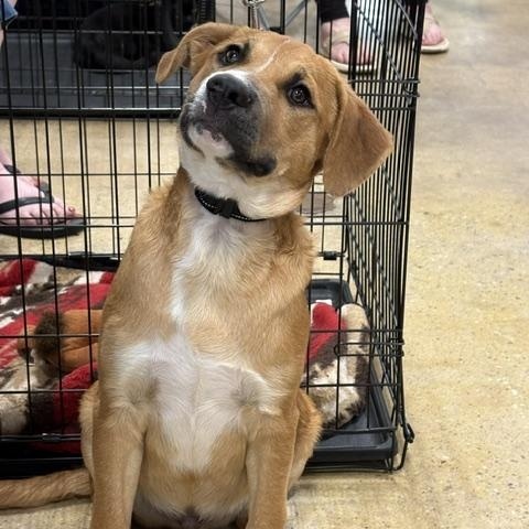 Enlarge Johnnie, an adoptable mixed breed in Yukon, OK image 1/6