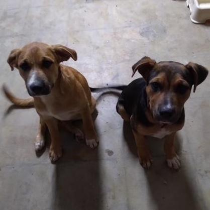 Enlarge Johnnie, an adoptable mixed breed in Yukon, OK image 4/6