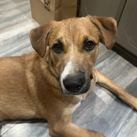Enlarge Johnnie, a Adoptable mixed breed in Yukon, OK image 3/6