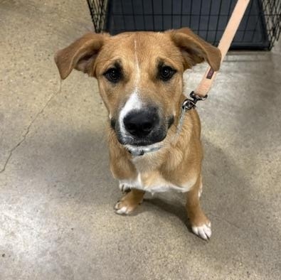 Johnnie, Adoptable, Puppy Male German Shepherd Dog & Labrador Retriever.