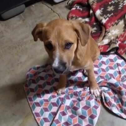 Enlarge Johnnie, an adoptable mixed breed in Yukon, OK image 2/6
