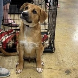 Enlarge Johnnie, an adoptable mixed breed in Yukon, OK image 2/6