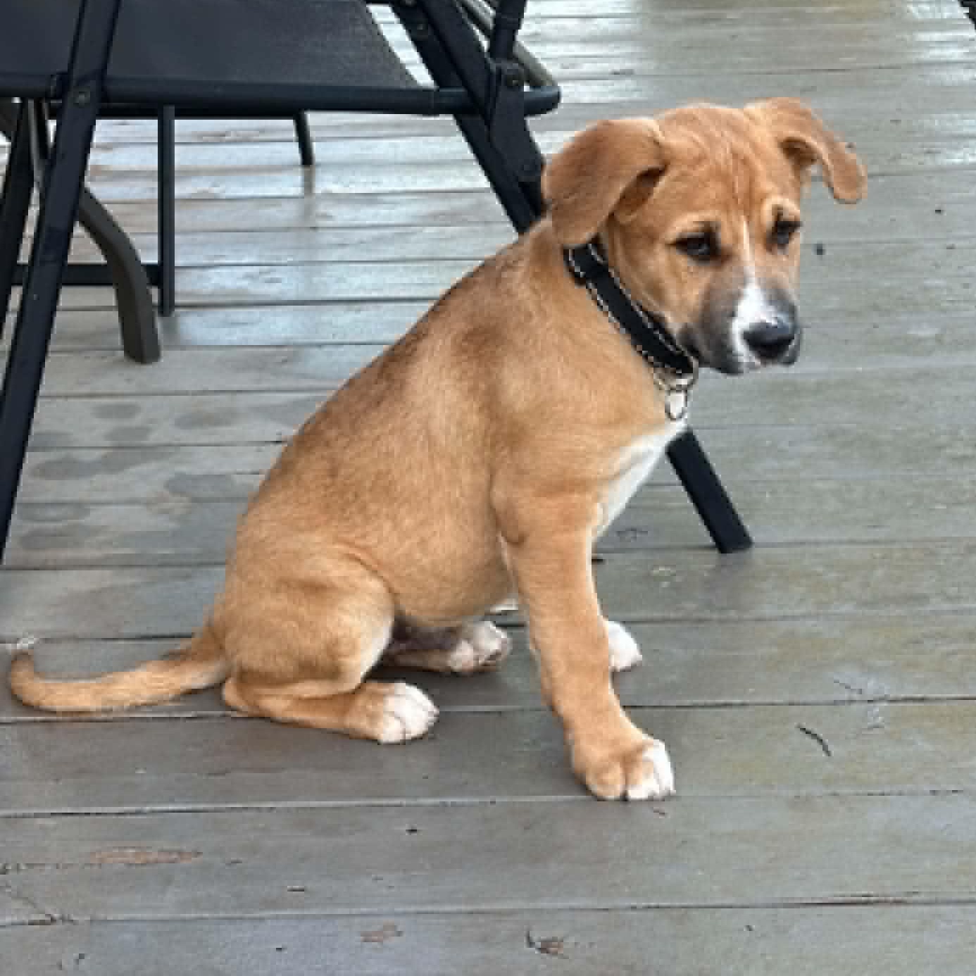 Johnnie, a ADOPTABLE mixed breed in Yukon, OK image 2/4