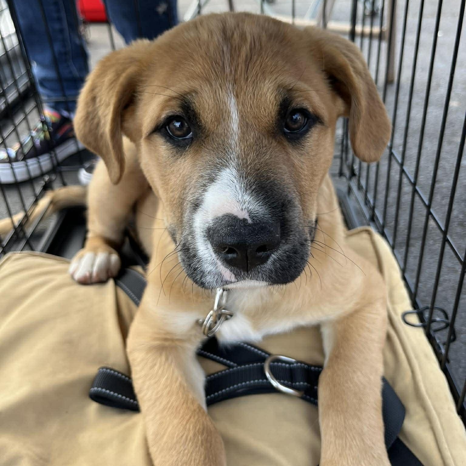 Johnnie, a ADOPTABLE mixed breed in Yukon, OK image 1/4