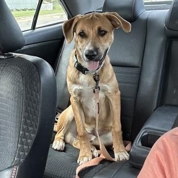 Enlarge Johnnie, a Adoptable mixed breed in Yukon, OK image 4/6