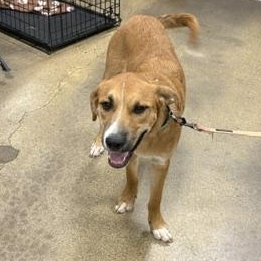 Enlarge Johnnie, a Adoptable mixed breed in Yukon, OK image 2/6