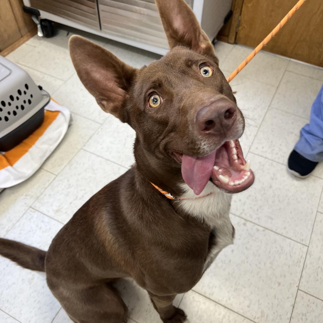 Lego (Adoption Fee Sponsored), a Adoptable Mixed Breed in Columbiana, AL image 1/2