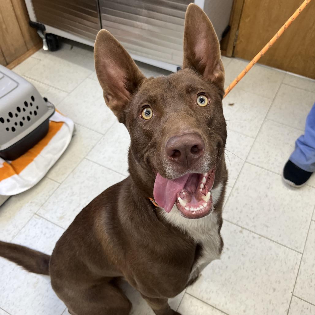 Lego (Adoption Fee Sponsored), a Adoptable Mixed Breed in Columbiana, AL image 2/2