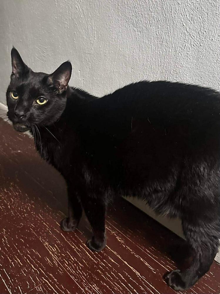 Enlarge Mr Pops, a Adoptable Domestic Short Hair in Virginia Beach, VA image 2/6