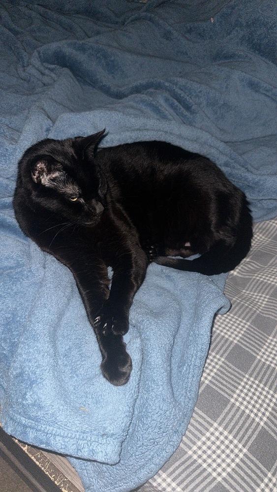 Enlarge Mr Pops, a Adoptable Domestic Short Hair in Virginia Beach, VA image 5/6