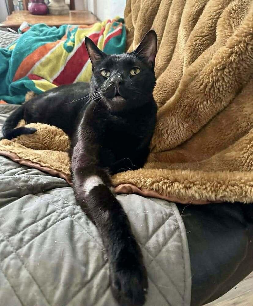 Enlarge Mr Pops, a Adoptable Domestic Short Hair in Virginia Beach, VA image 6/6