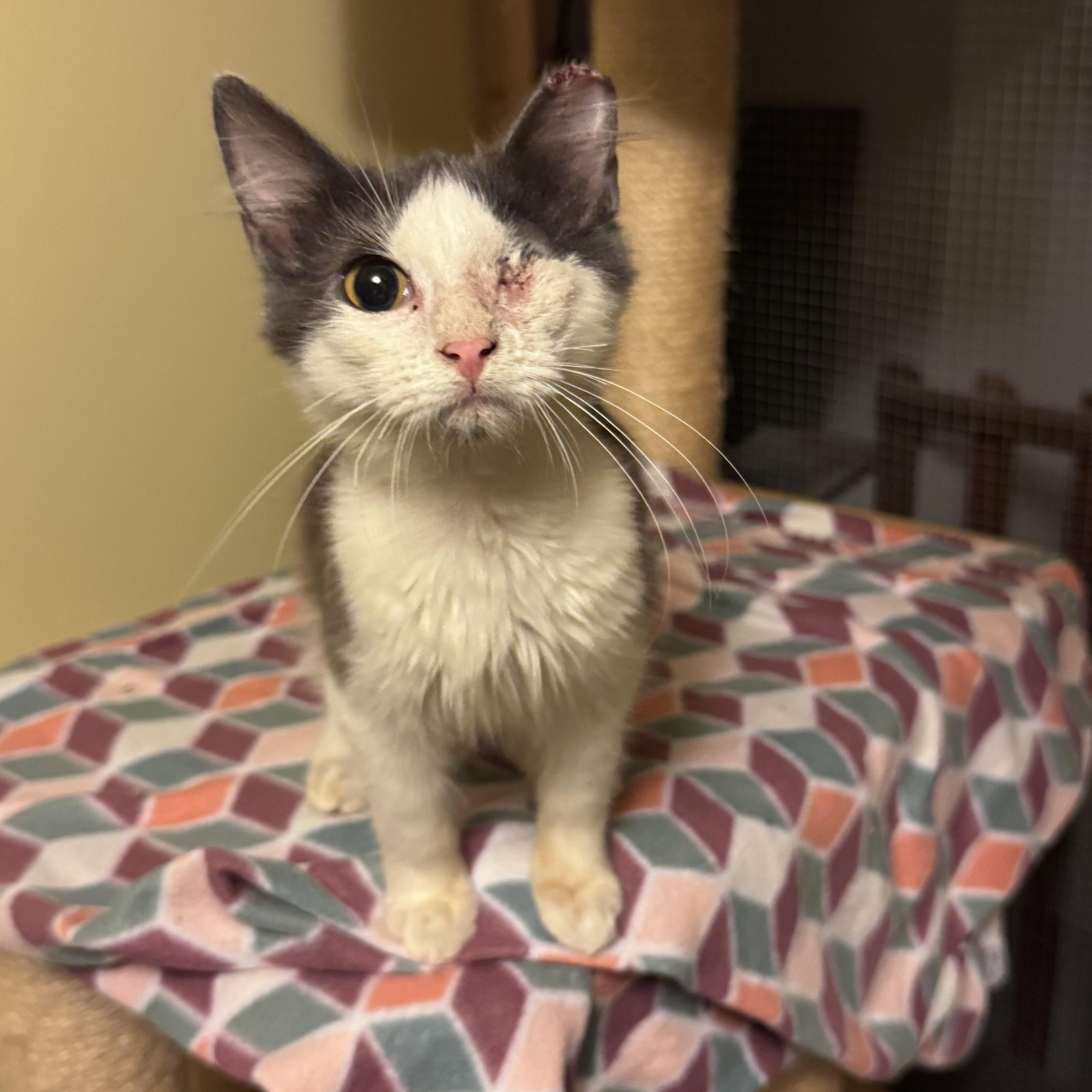 Pirate, an adoptable Domestic Long Hair in Warsaw, MO image 4/5