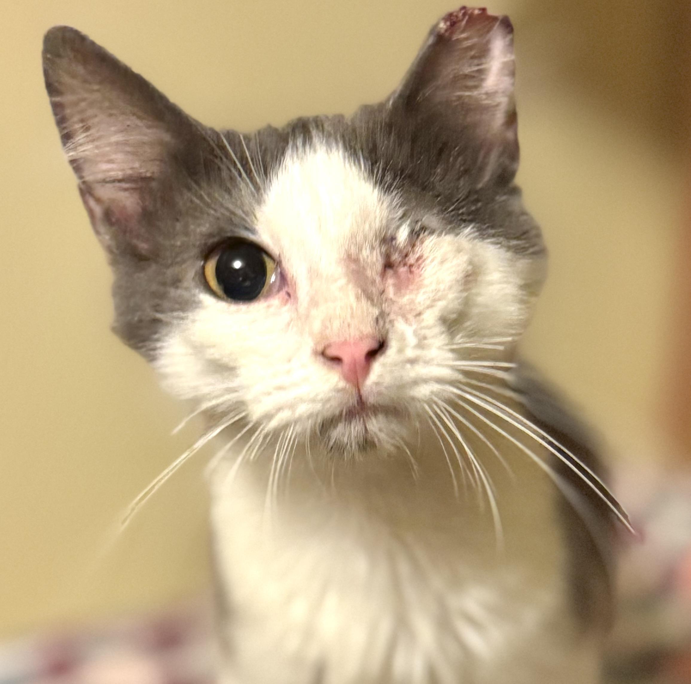 Pirate, an adoptable Domestic Long Hair in Warsaw, MO image 2/5