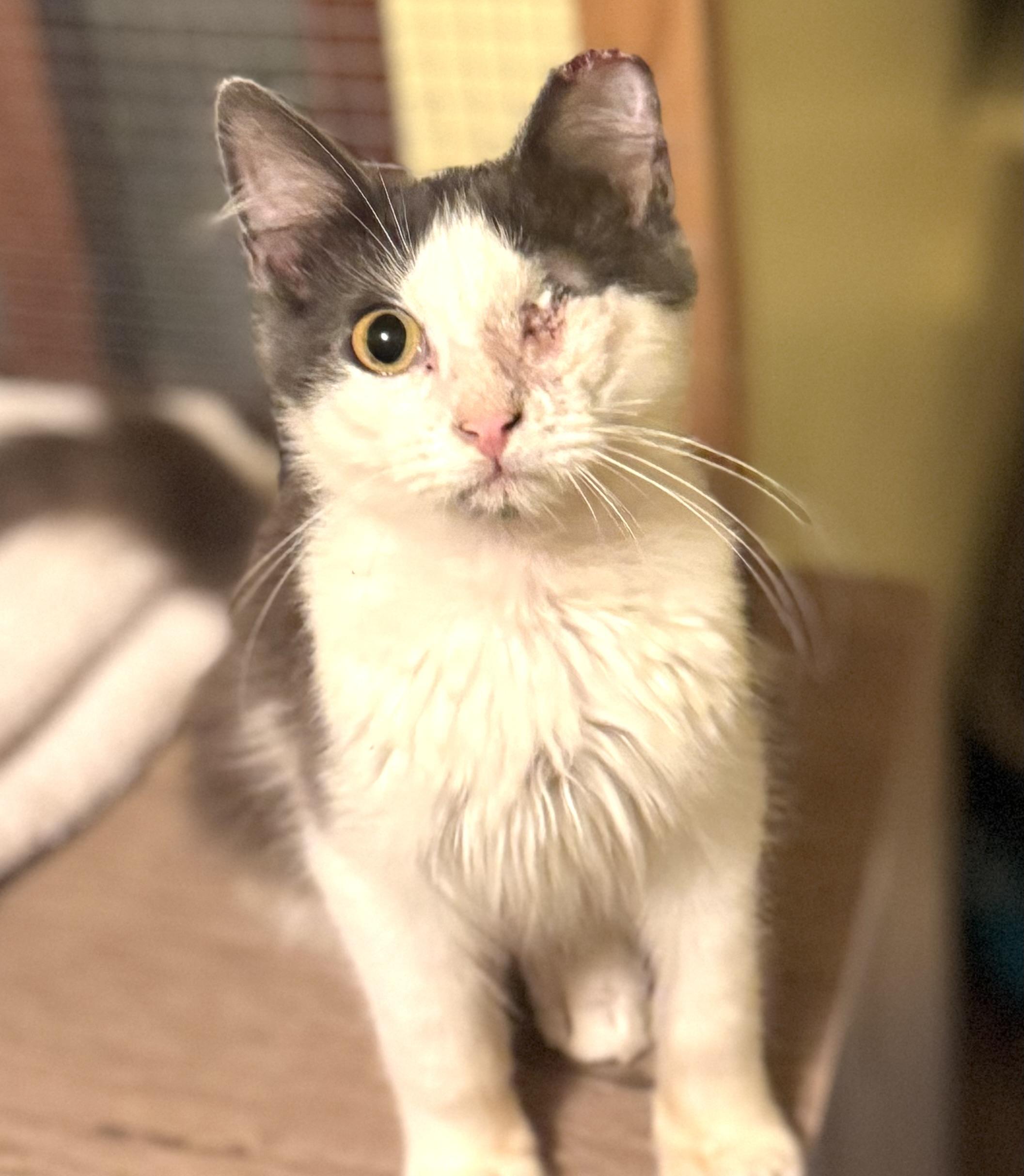 Pirate, an adoptable Domestic Long Hair in Warsaw, MO image 3/5