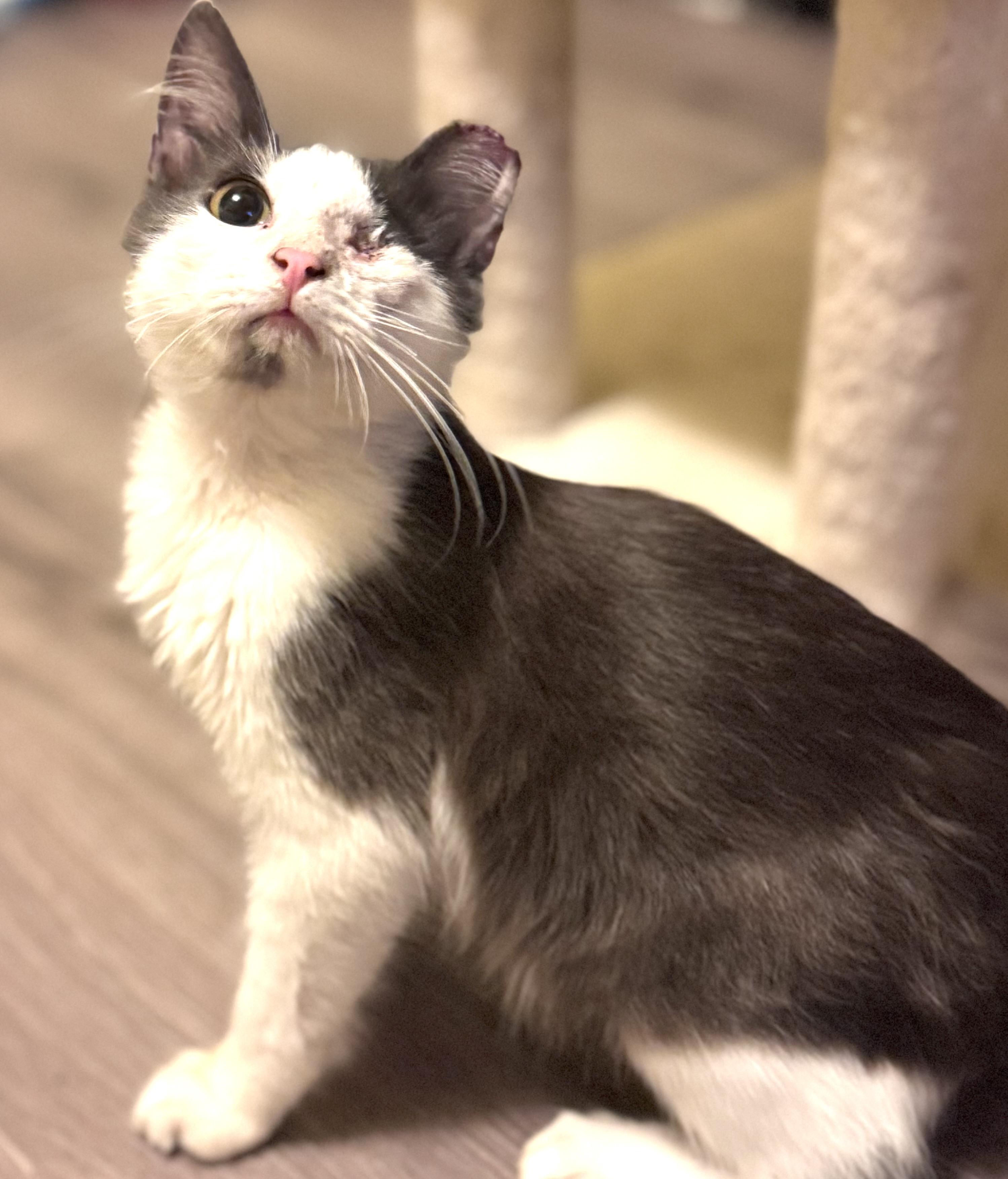 Pirate, an adoptable Domestic Long Hair in Warsaw, MO image 5/5