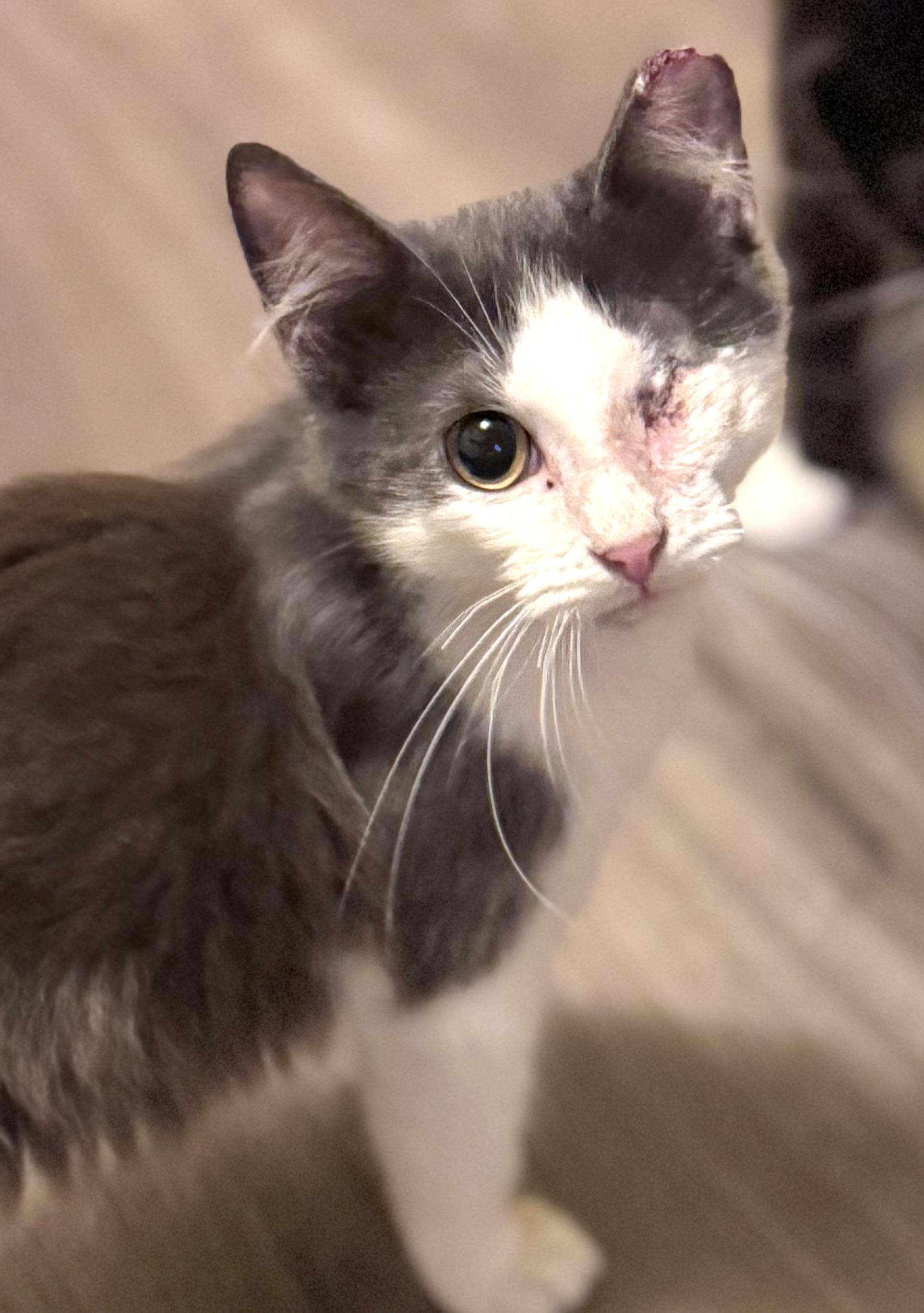 Pirate, adoptable, Kitten Male Domestic Long Hair.