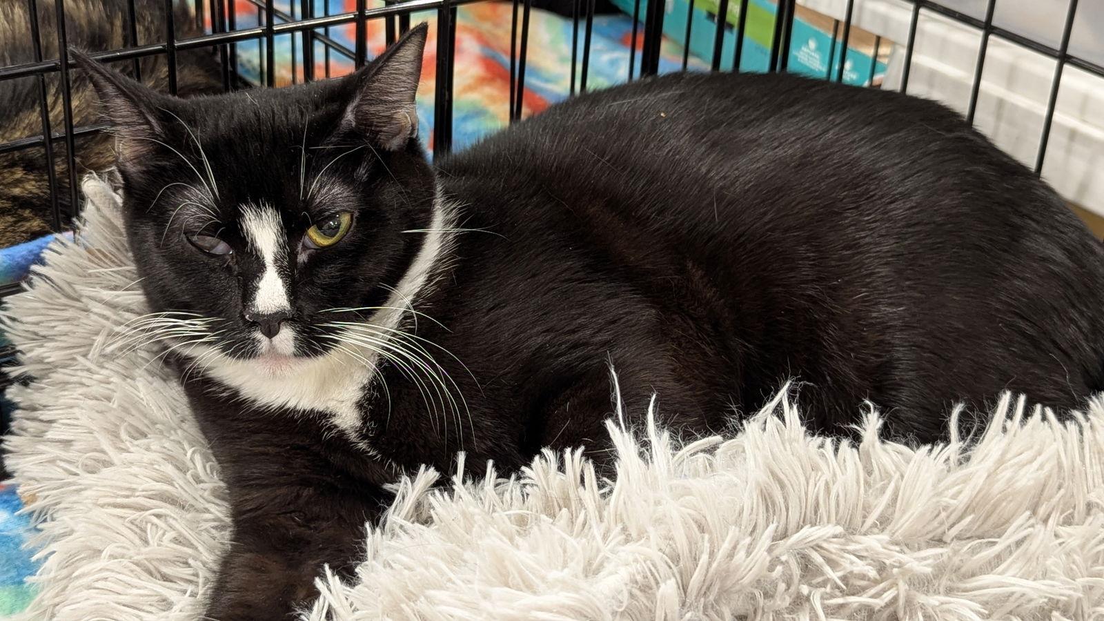 Tyler 3004, Adoptable, Young Female Domestic Short Hair.