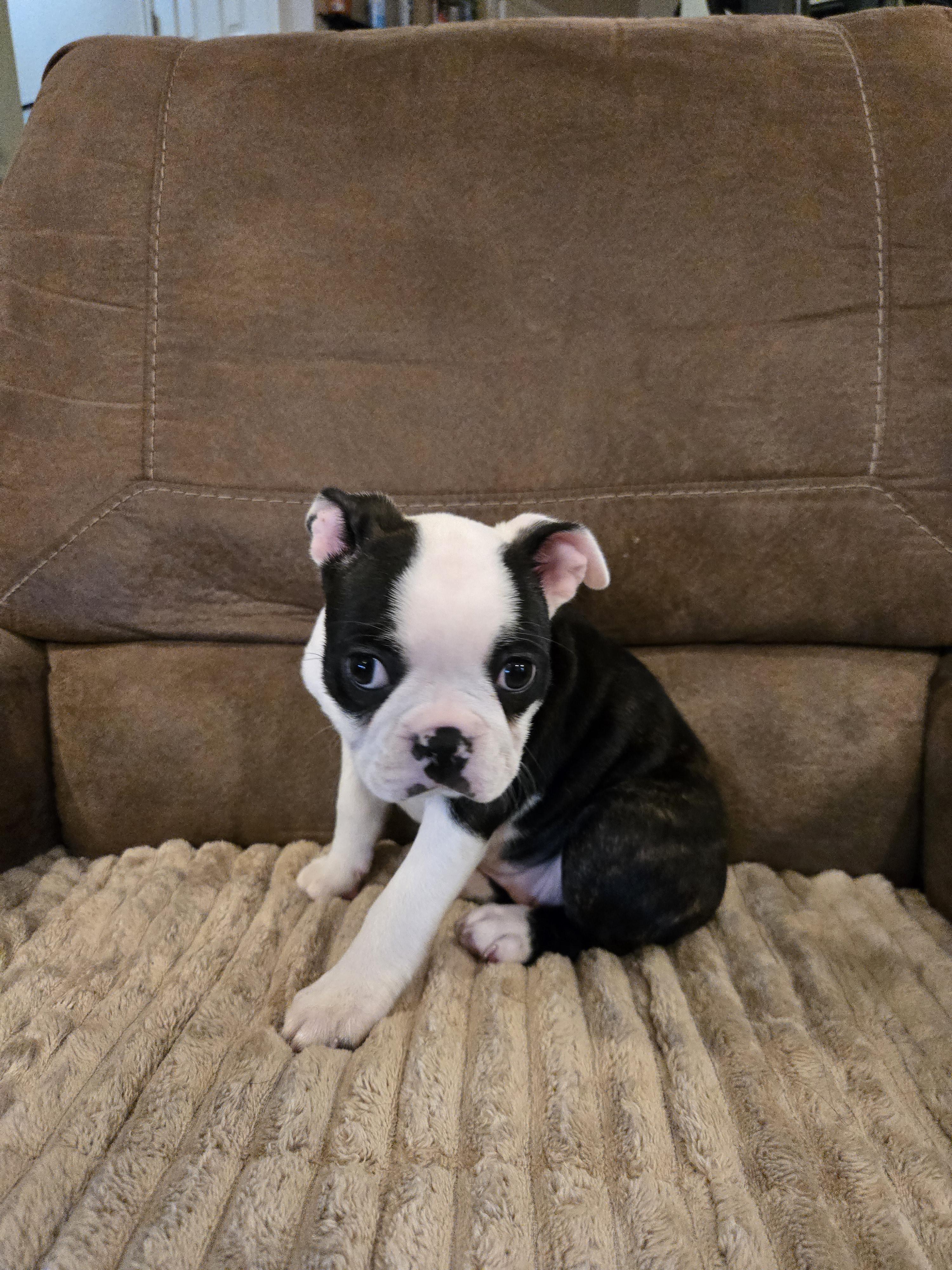 Buttercup, Adopted, Puppy Female Boston Terrier.