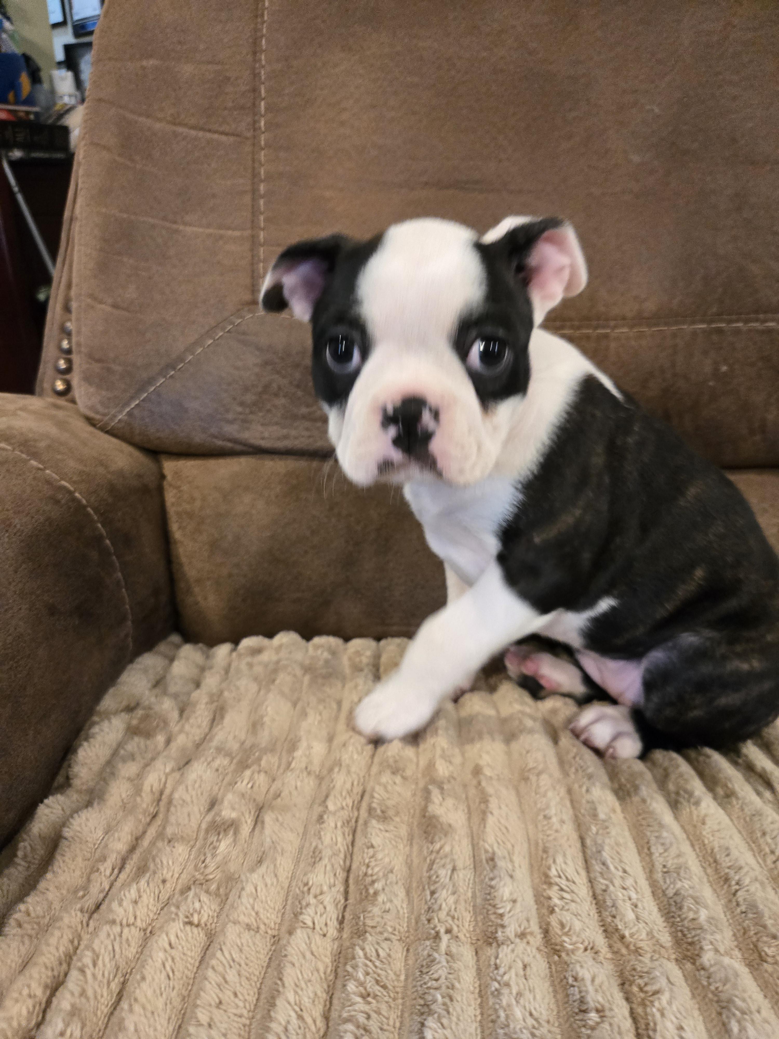 Enlarge Buttercup, a Adopted Boston Terrier in Muskogee, OK image 2/2