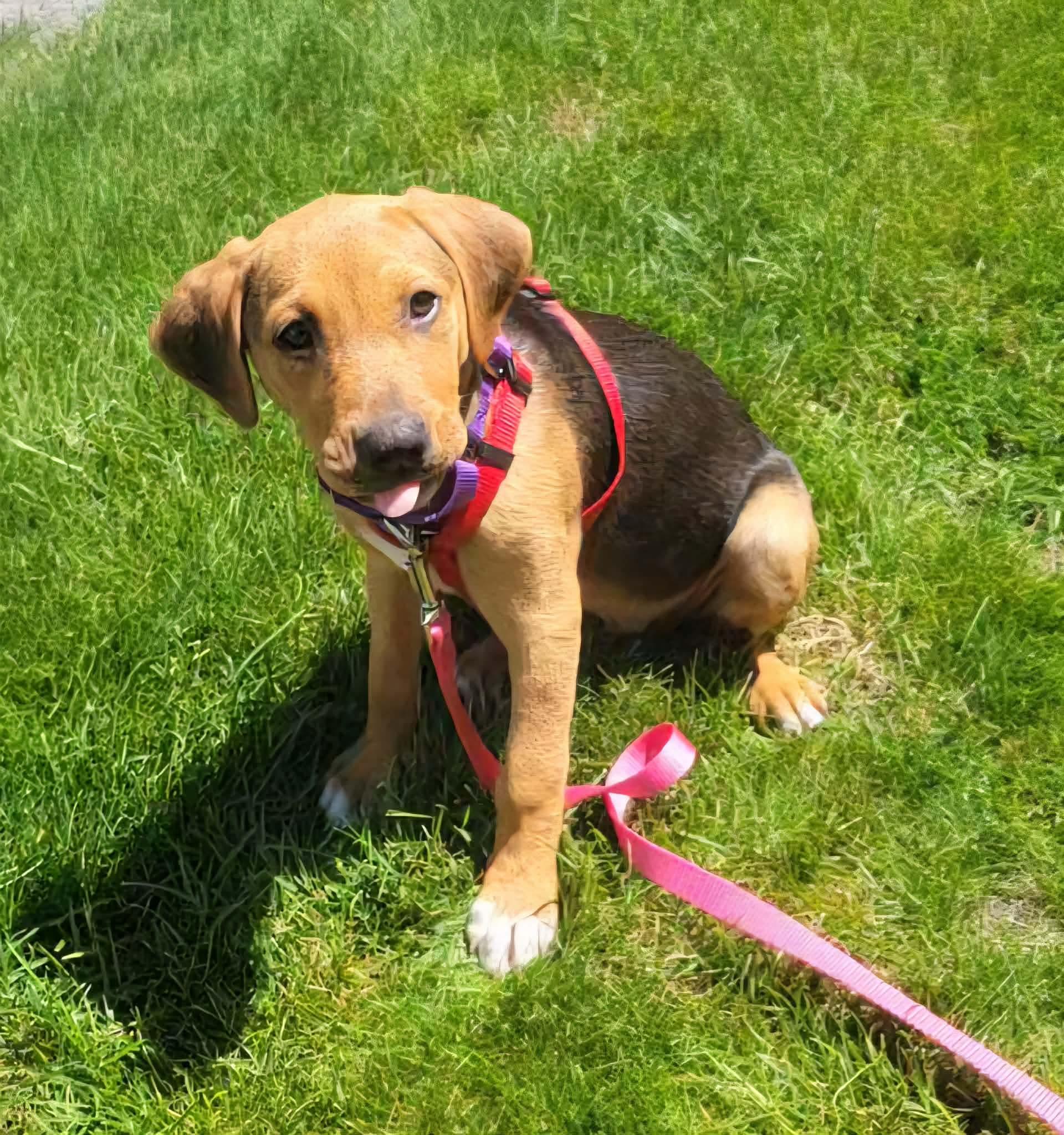 Cora, adopted, Puppy Female Labrador Retriever & Hound.