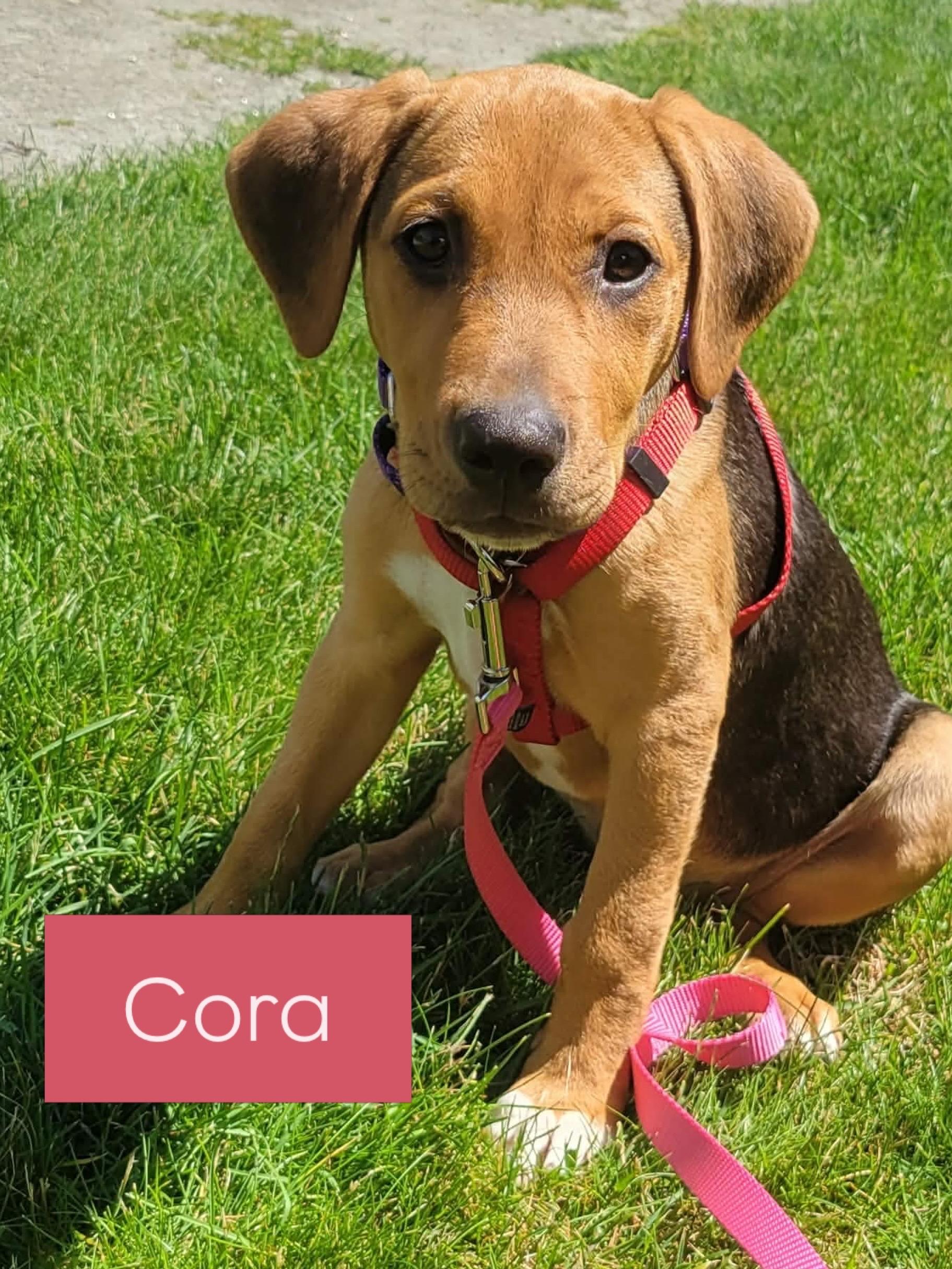 Cora, an adopted mixed breed in Billerica, MA image 2/5