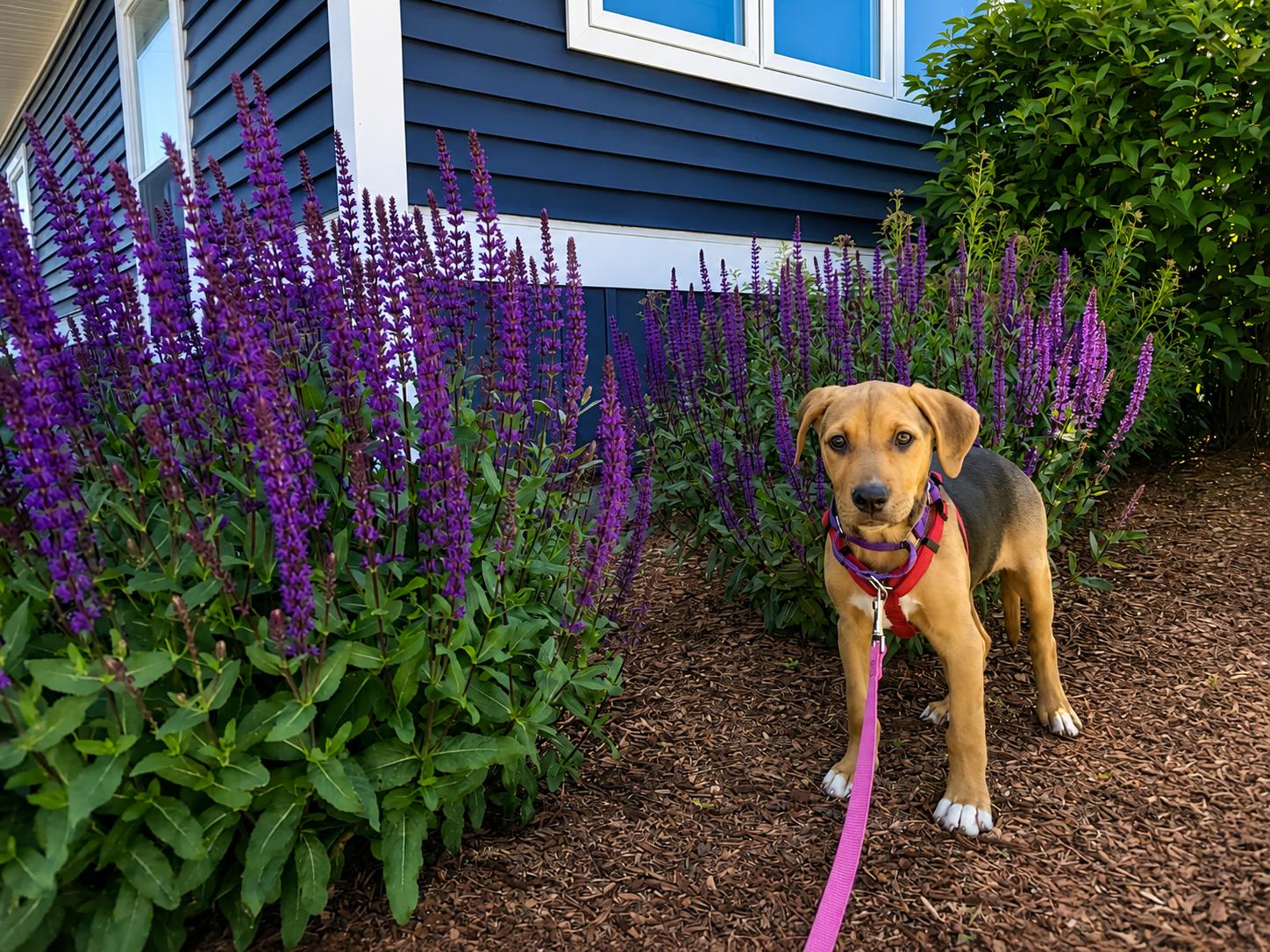 Cora, an adopted mixed breed in Billerica, MA image 3/5