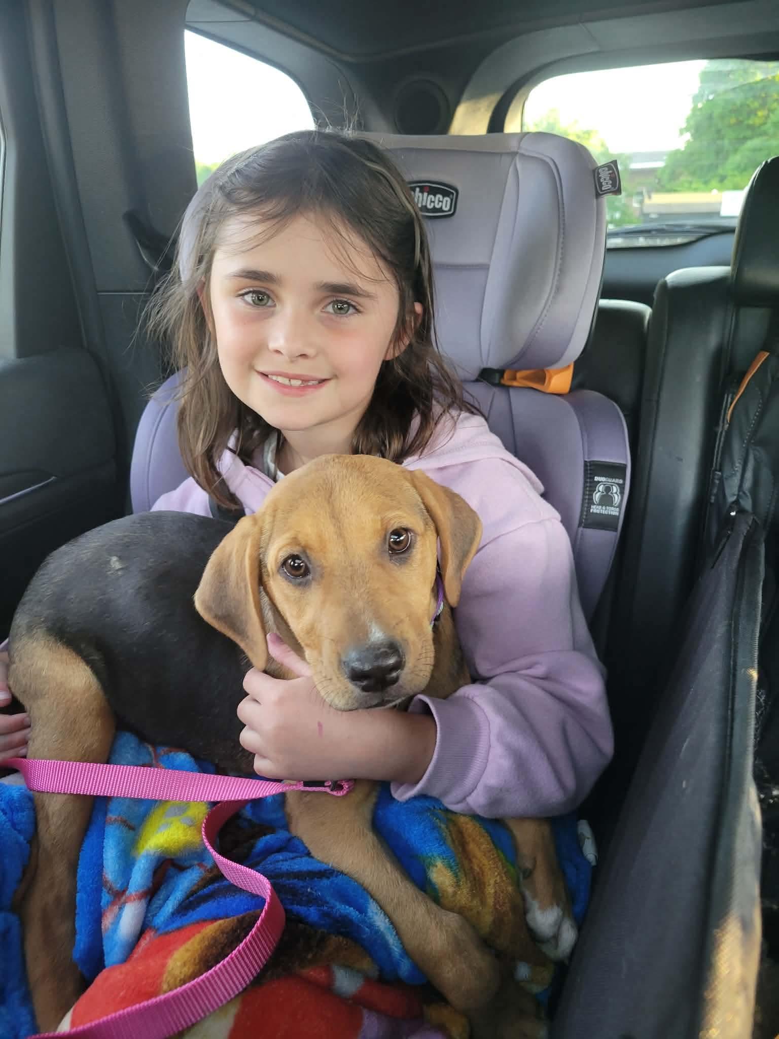 Cora, an adopted mixed breed in Billerica, MA image 4/5