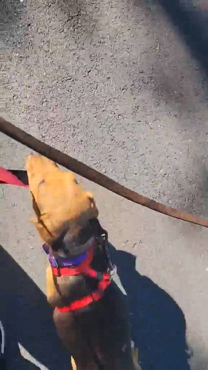 Enlarge Cora, an adopted mixed breed in Billerica, MA video 5/5