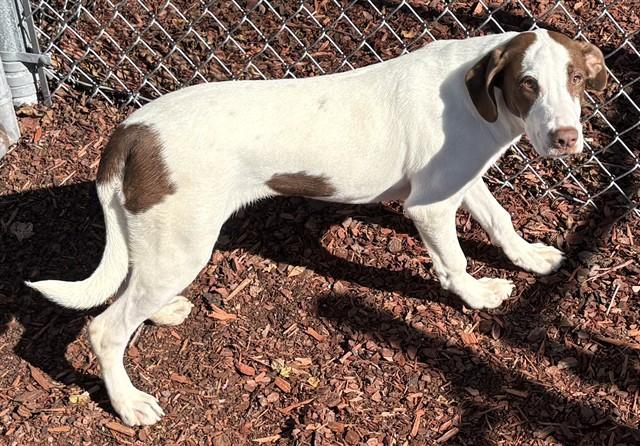 Enlarge KENNY, a Adoptable Hound in Panama City, FL image 1/1