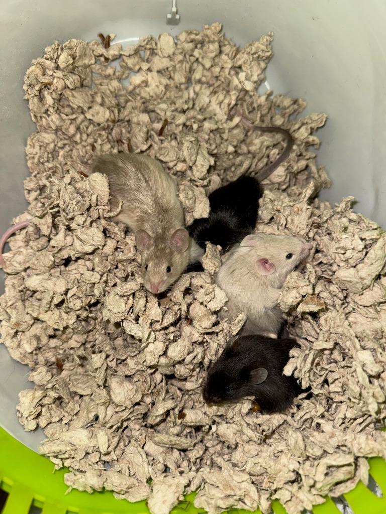 Dumpling, Adoptable, Baby Male Mouse.