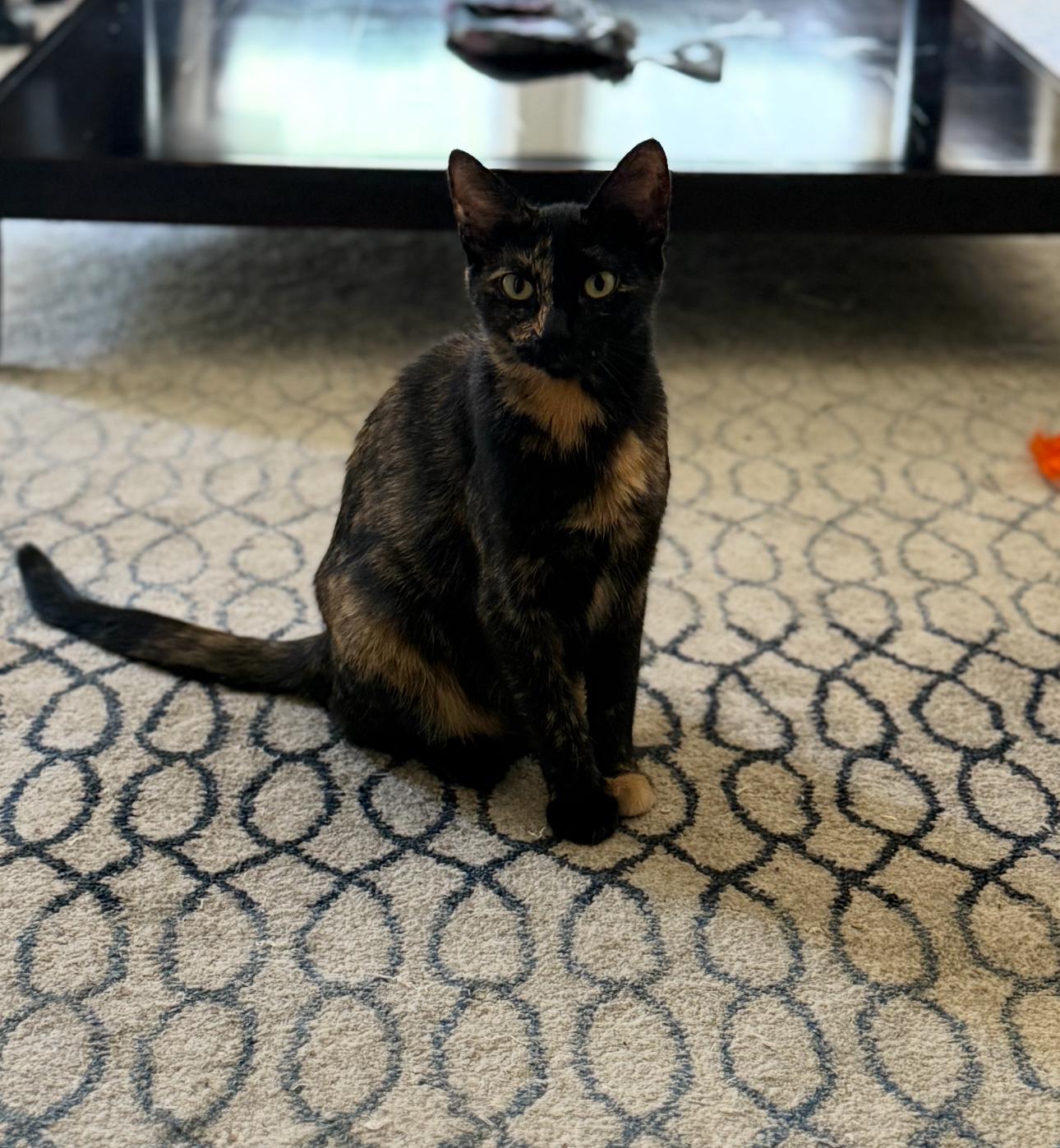 Ember