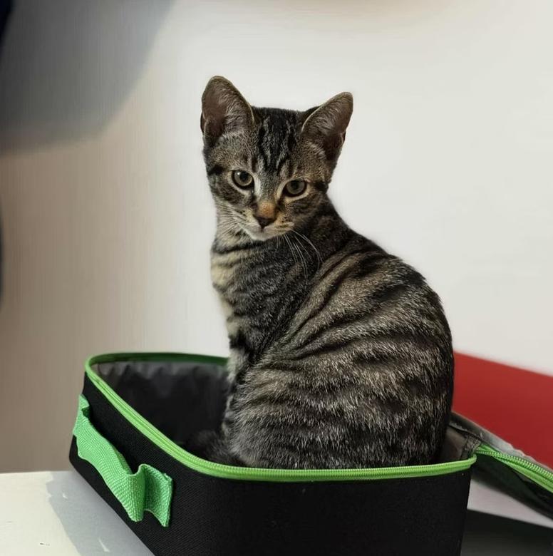 Enlarge Nolan, an adopted mixed breed in Montréal, QC image 2/4