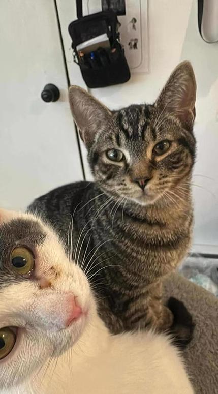 Enlarge Nolan, an adopted mixed breed in Montréal, QC image 3/4