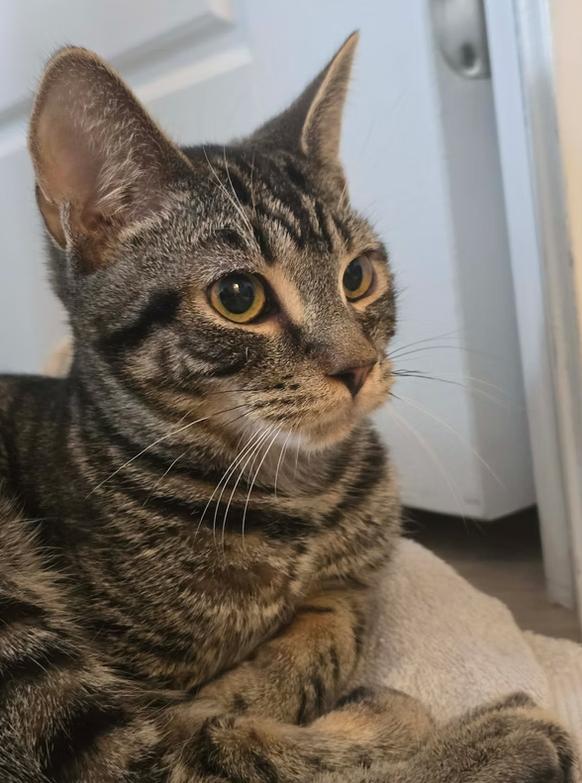 Nolan, ADOPTABLE, Kitten Male Domestic Short Hair & Tabby.