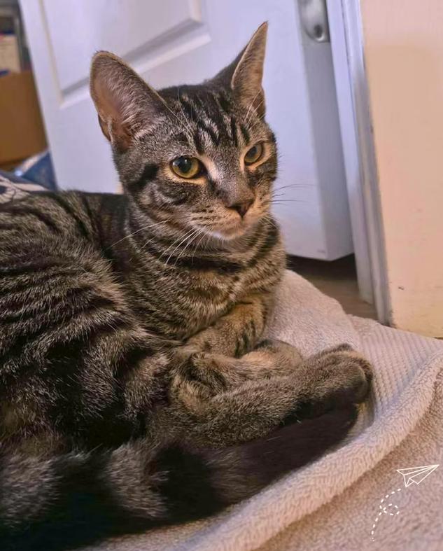 Enlarge Nolan, an adopted mixed breed in Montréal, QC image 4/4