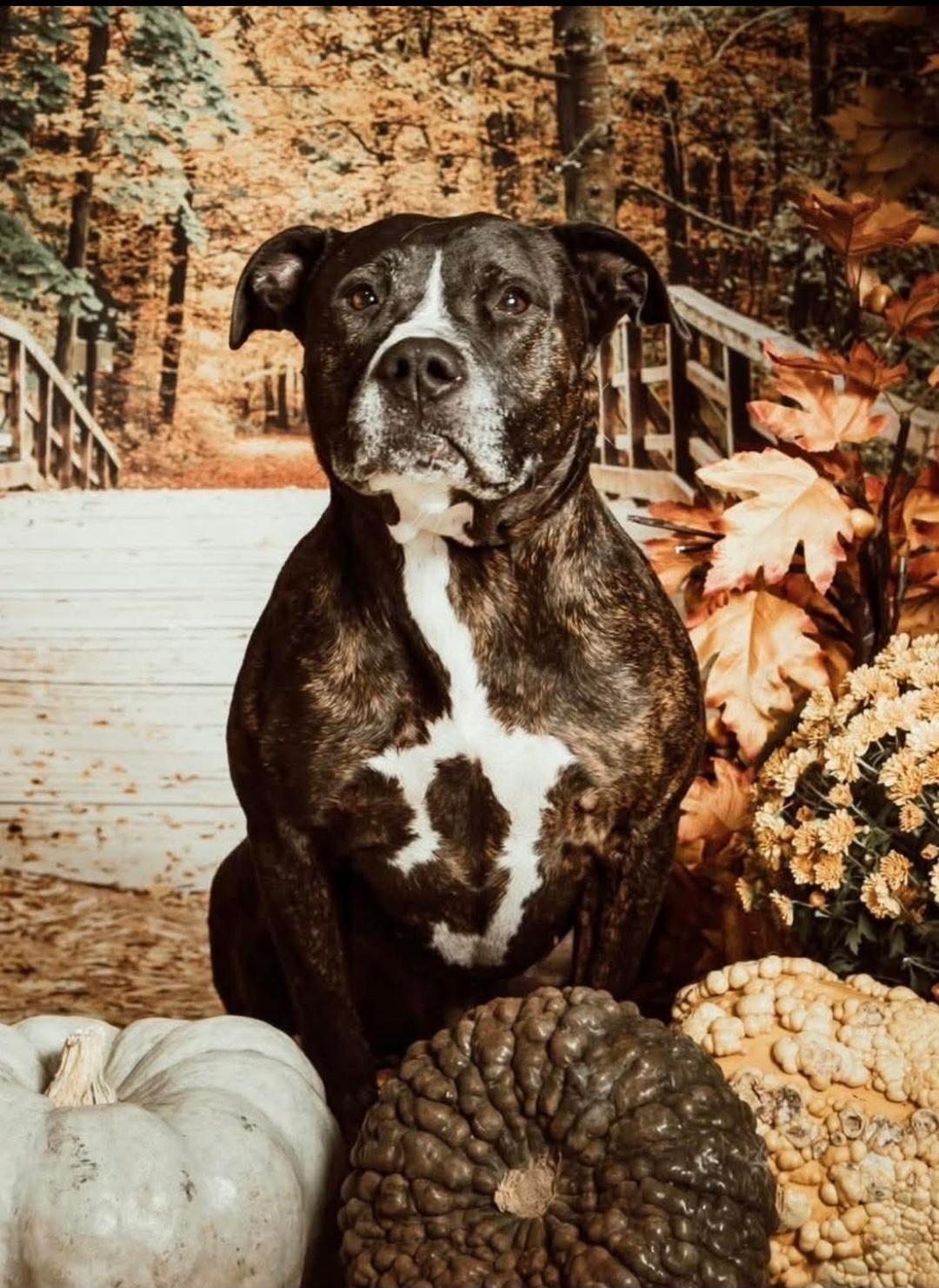 Biggs, Adopted, Young Male American Staffordshire Terrier & Hound.