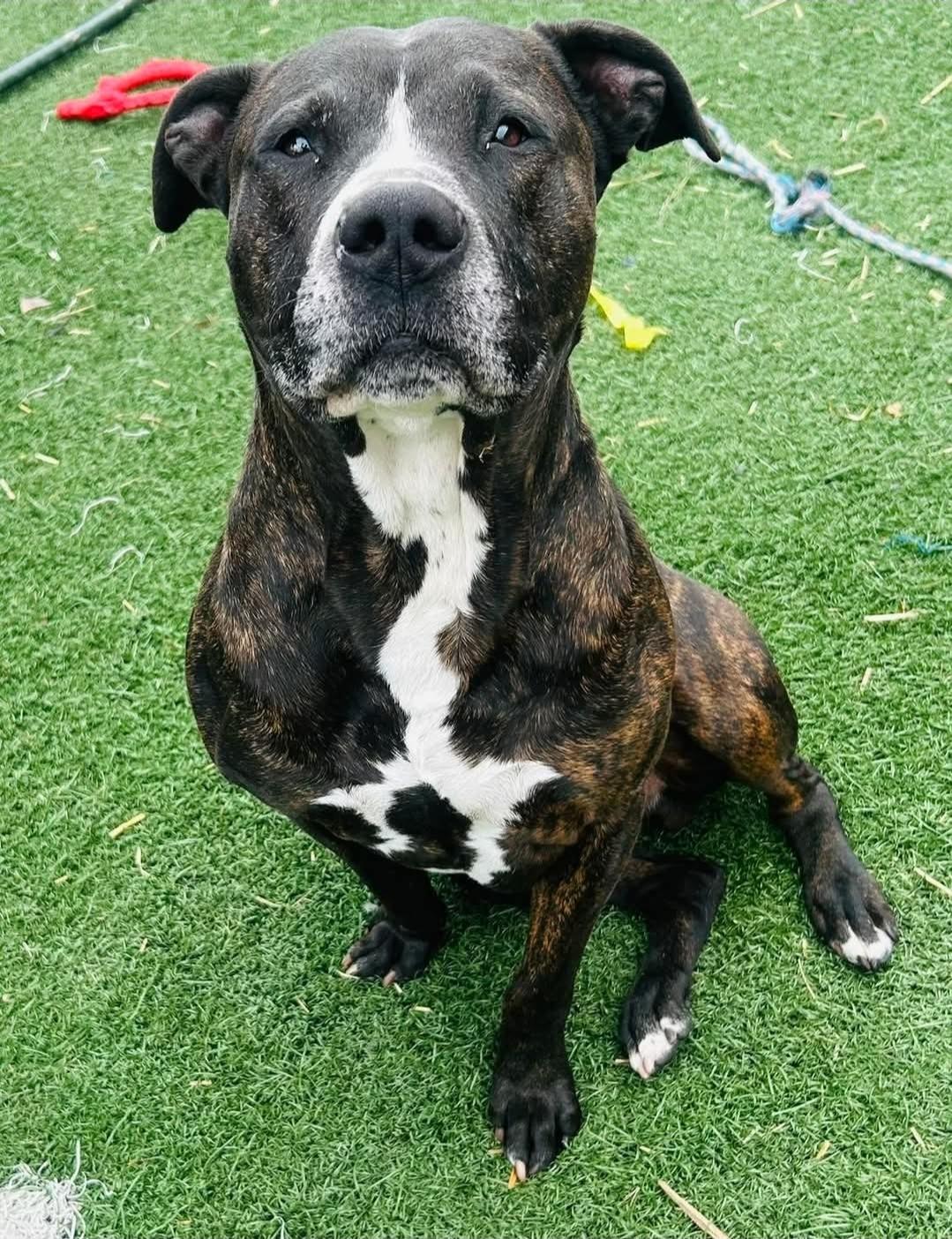 Biggs, a Adopted mixed breed in Mayflower, AR image 2/2