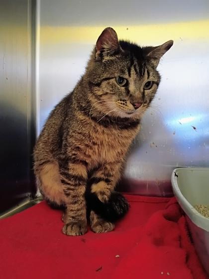 Enlarge Sandie, a Adoptable mixed breed in Beatrice, NE image 1/1