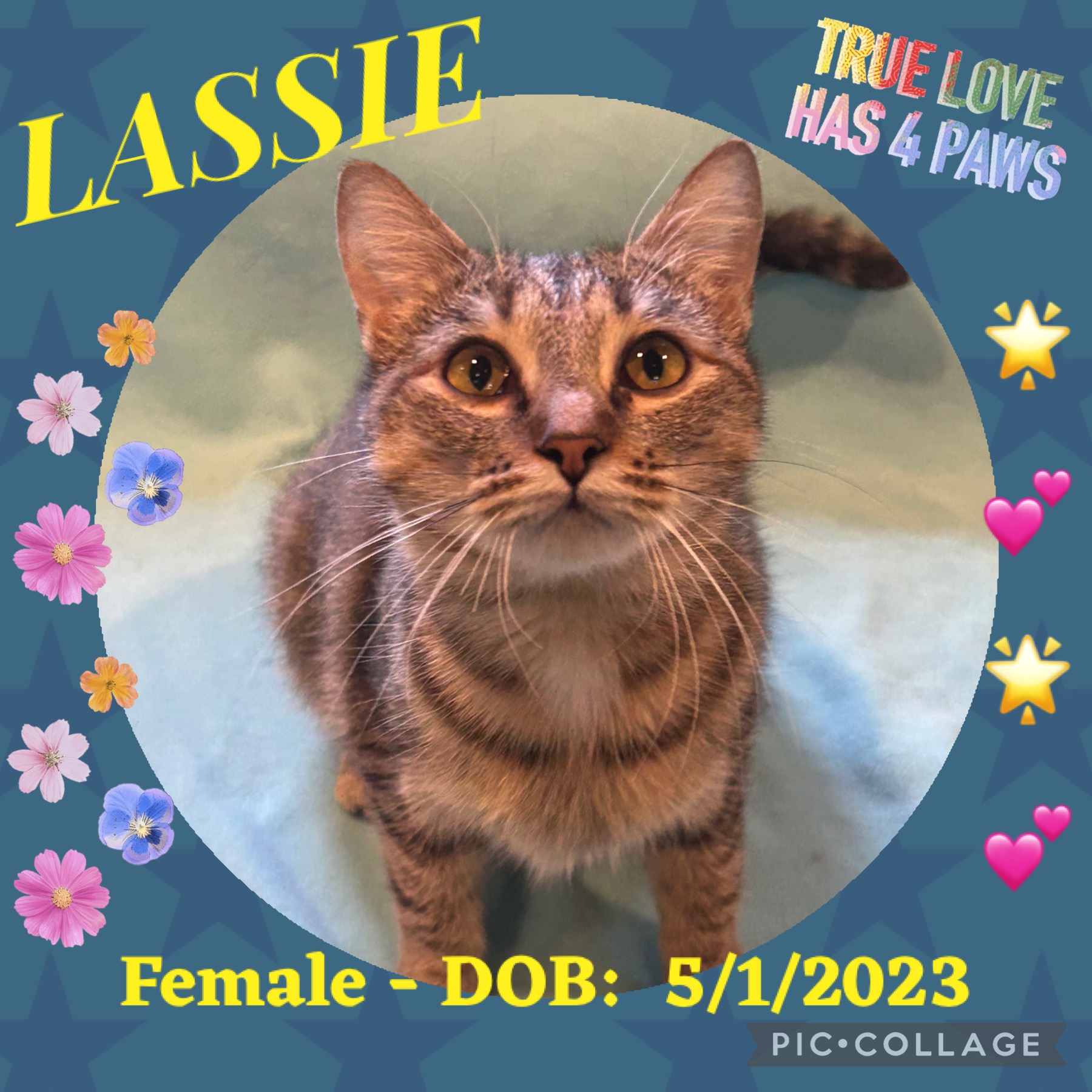 Lassie, Adoptable, Young Female Tabby.