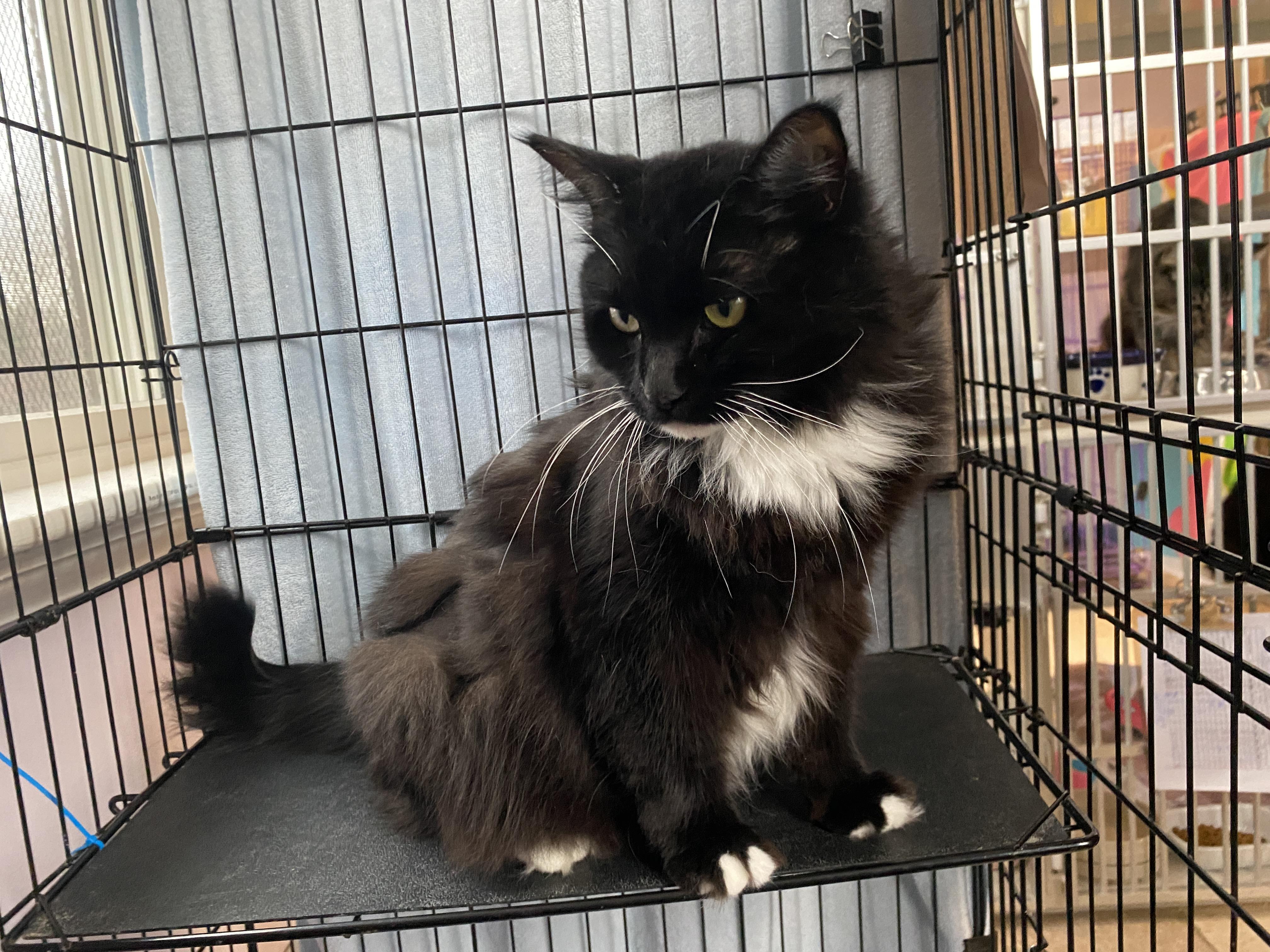 Enlarge Leah, an adoptable Domestic Medium Hair in Salisbury, MA image 1/5