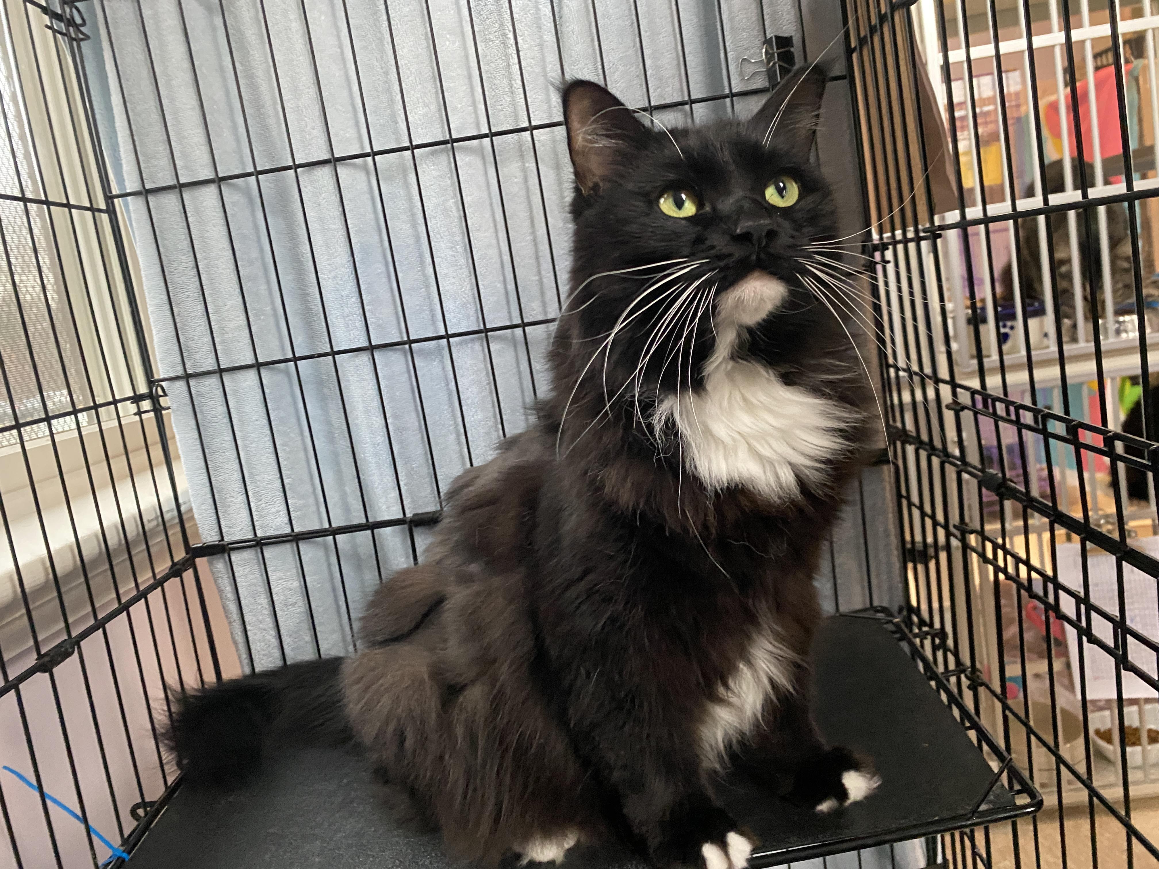 Enlarge Leah, an adoptable Domestic Medium Hair in Salisbury, MA image 2/5