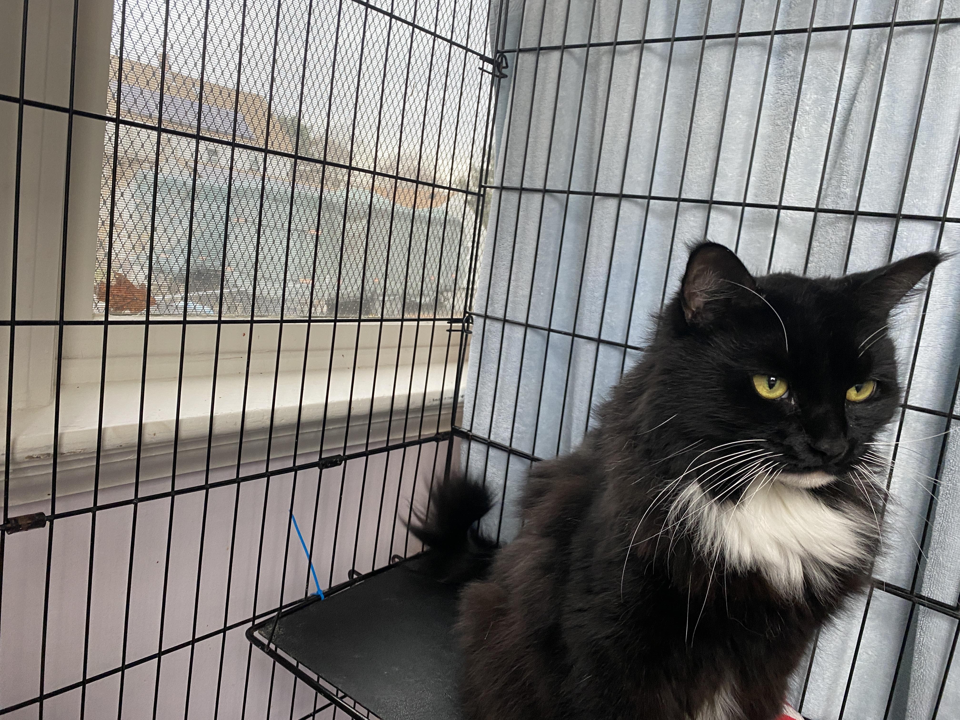 Enlarge Leah, an adoptable Domestic Medium Hair in Salisbury, MA image 3/5