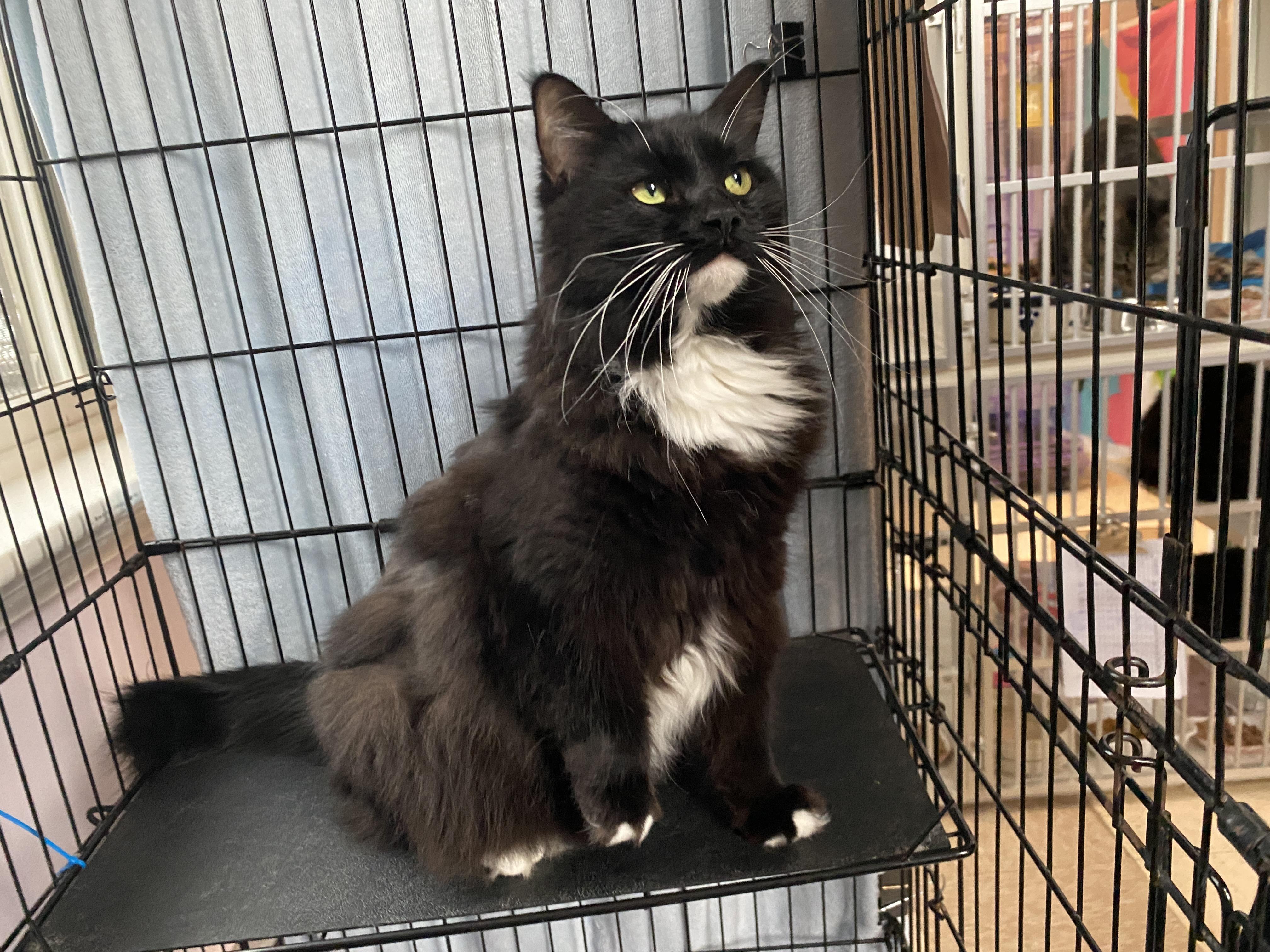 Enlarge Leah, an adoptable Domestic Medium Hair in Salisbury, MA image 4/5