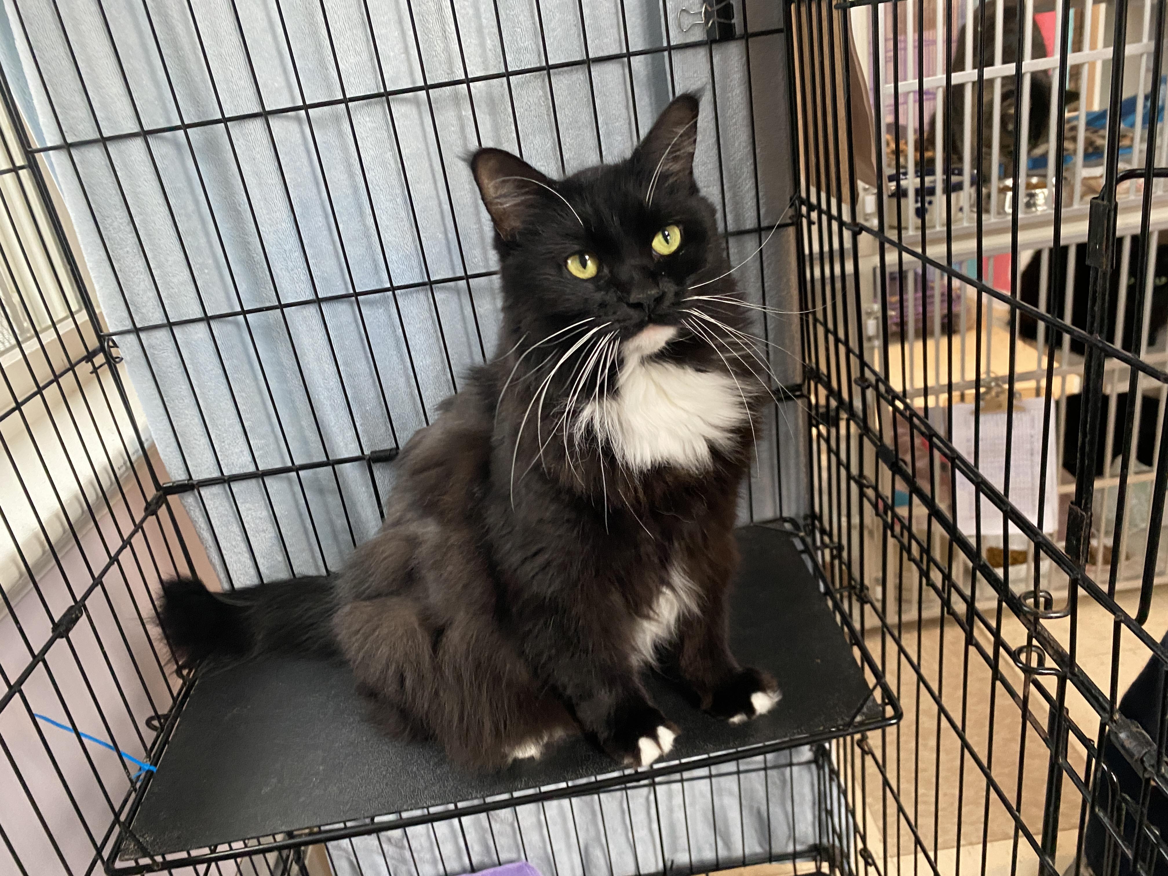 Enlarge Leah, an adoptable Domestic Medium Hair in Salisbury, MA image 5/5