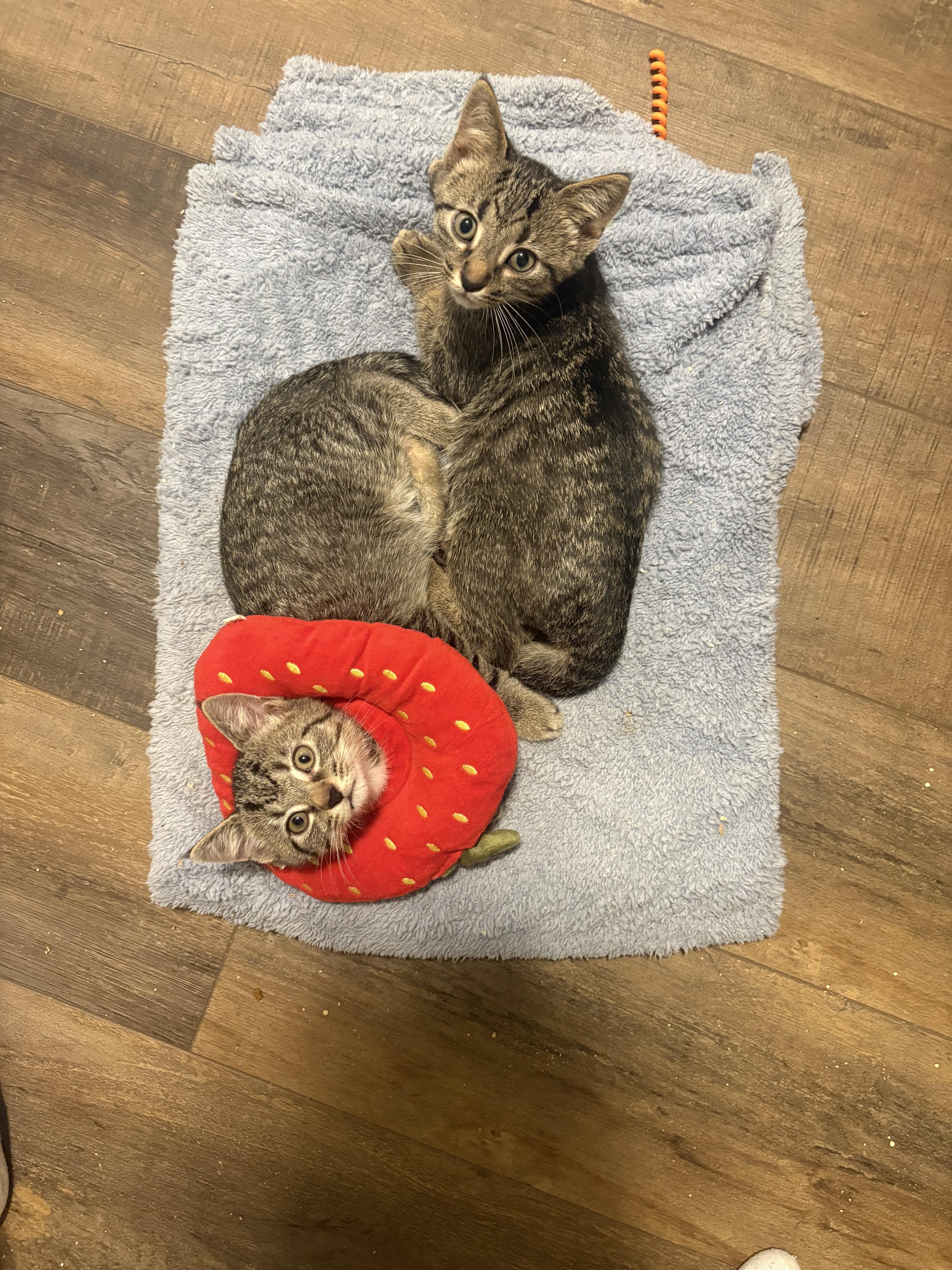 Enlarge Harry, a Adoptable Domestic Short Hair in Bethel, OH image 2/2