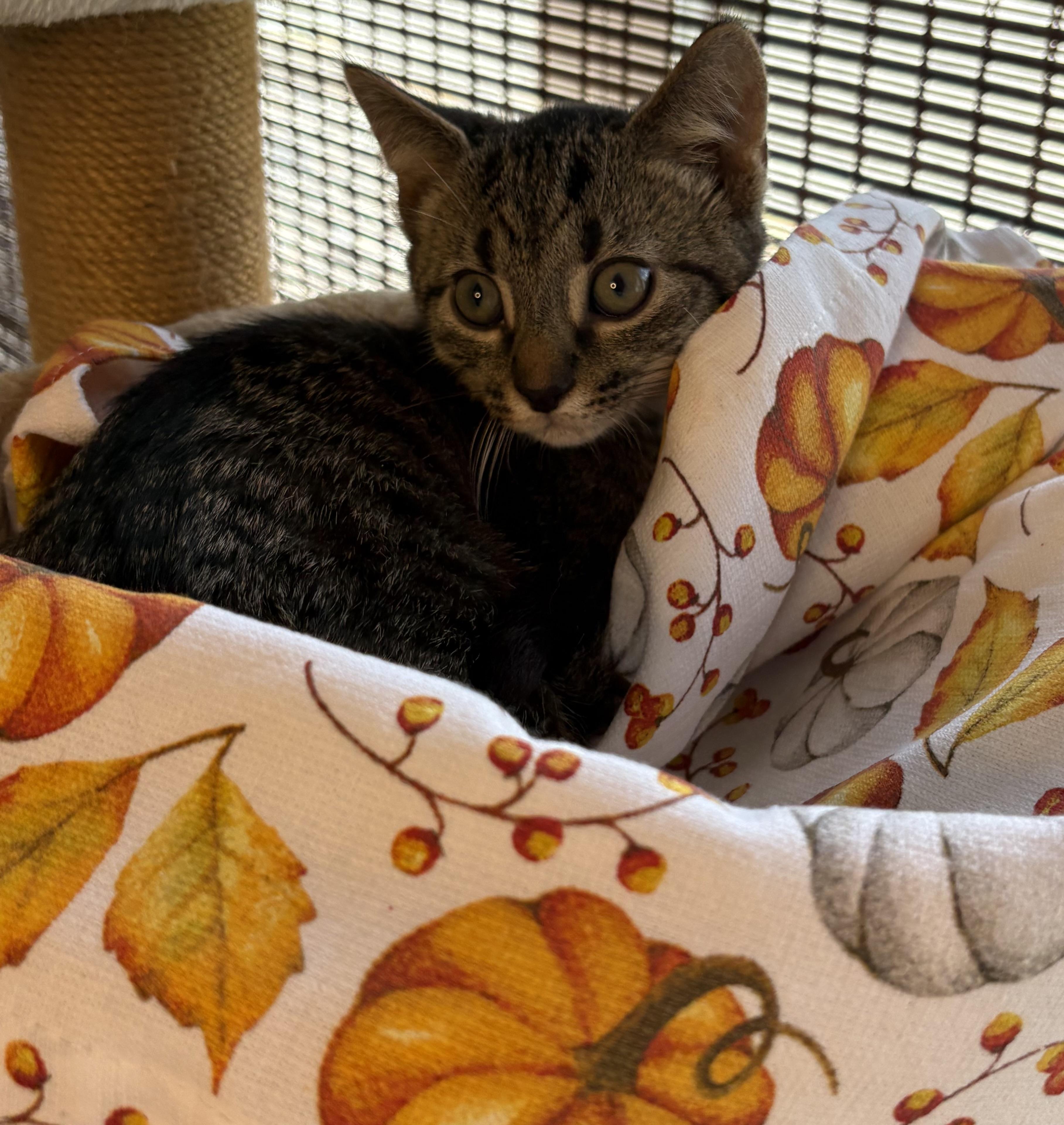 Harry, Adoptable, Kitten Male Domestic Short Hair.