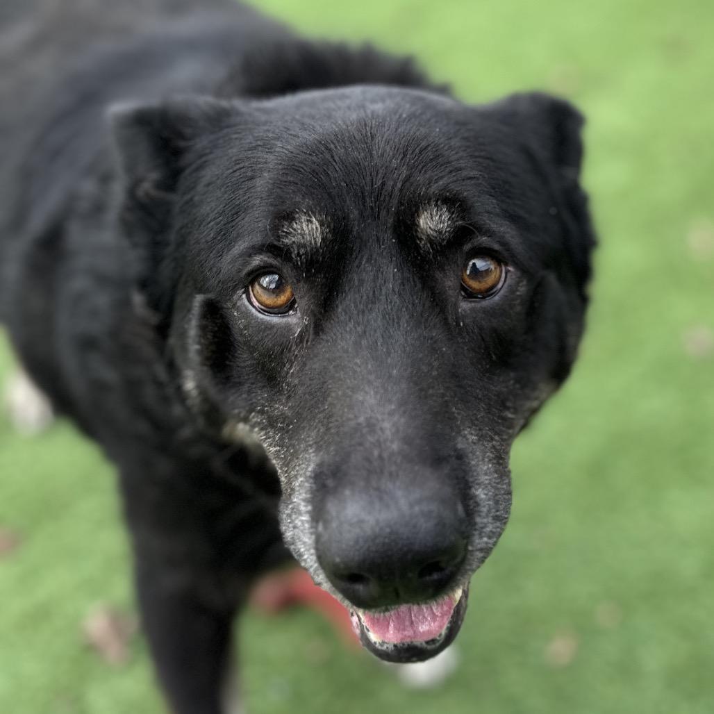 Enlarge Boca, a ADOPTABLE German Shepherd Dog in Dublin, CA image 5/6